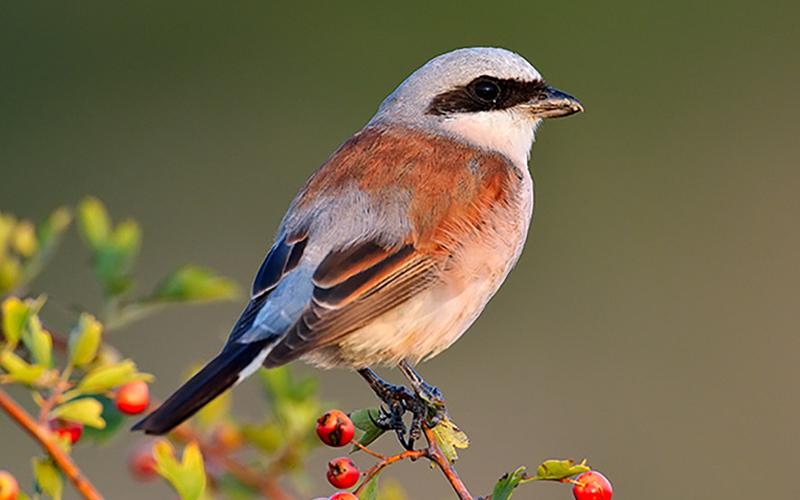 企业应用解决方案